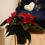 Kolorowe *