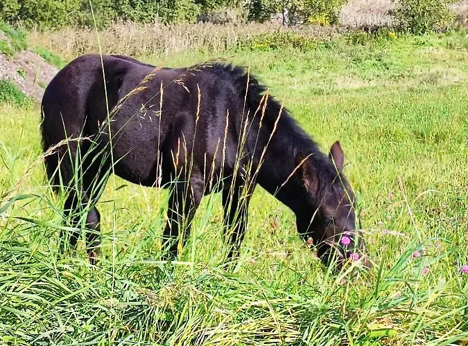 Дом отдыха Kolorowe *