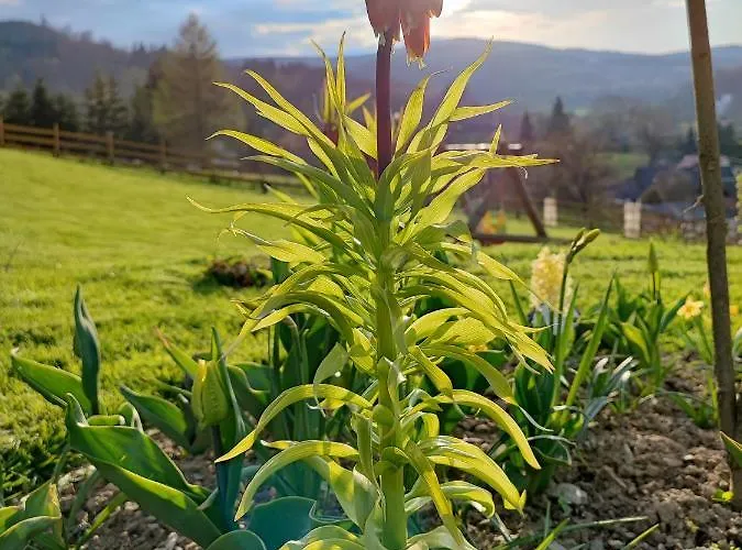 Kolorowe Дом отдыха *